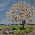 Rozkvetla třešeň v polích ( u Modré Hůrky ) / Blossoming Cherry Tree in the Fields (Near Modrá Hůrka)